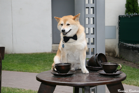 dog and teacups